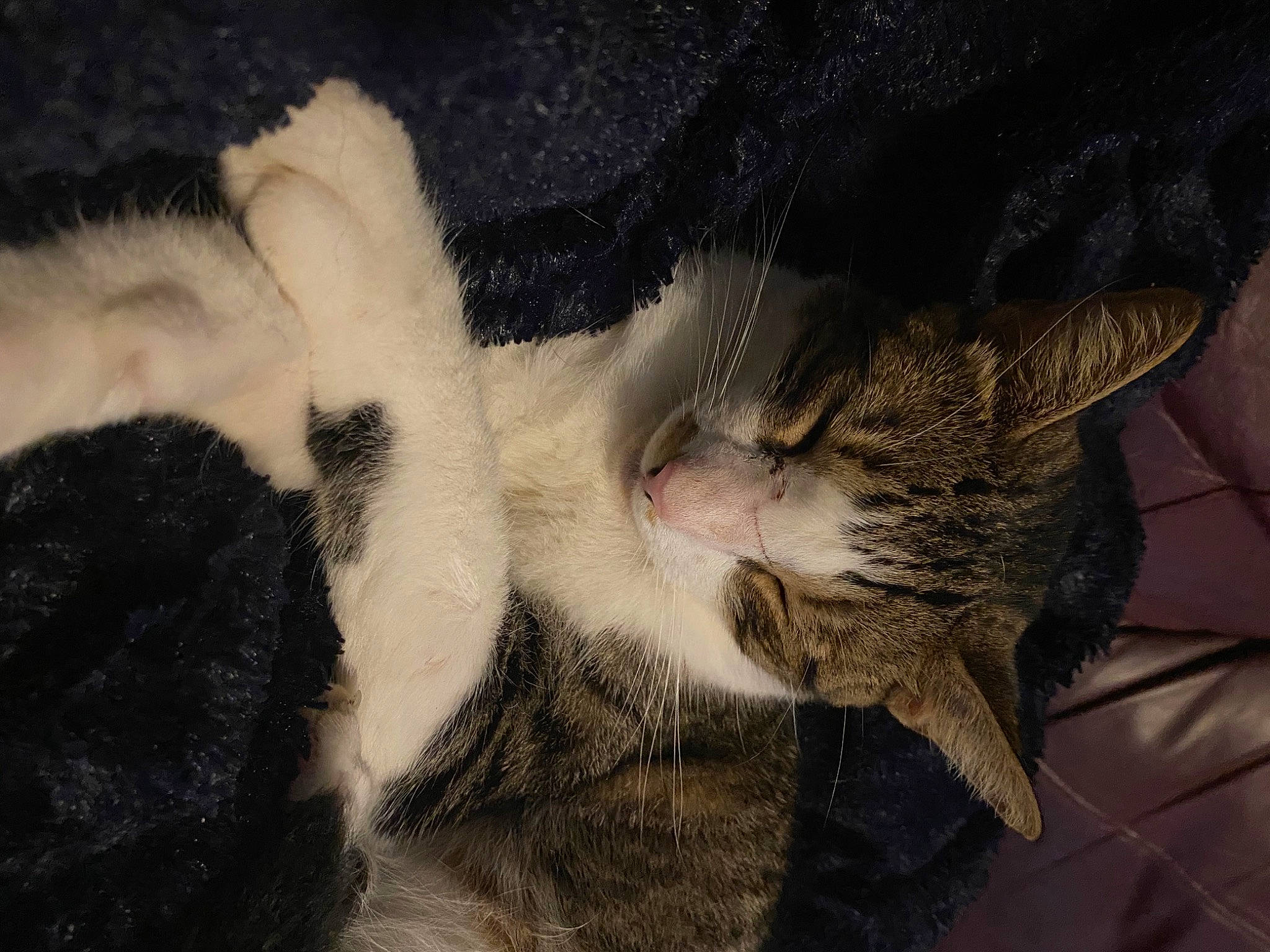 Rambo is registered to the contest to win money with this photo: carnivore, cat, claw, comfort, domestic_short_haired_cat, ear, felidae, fur, nap, paw, sleep, small_to_medium_sized_cats, snout, tail, terrestrial_animal, tree, whiskers