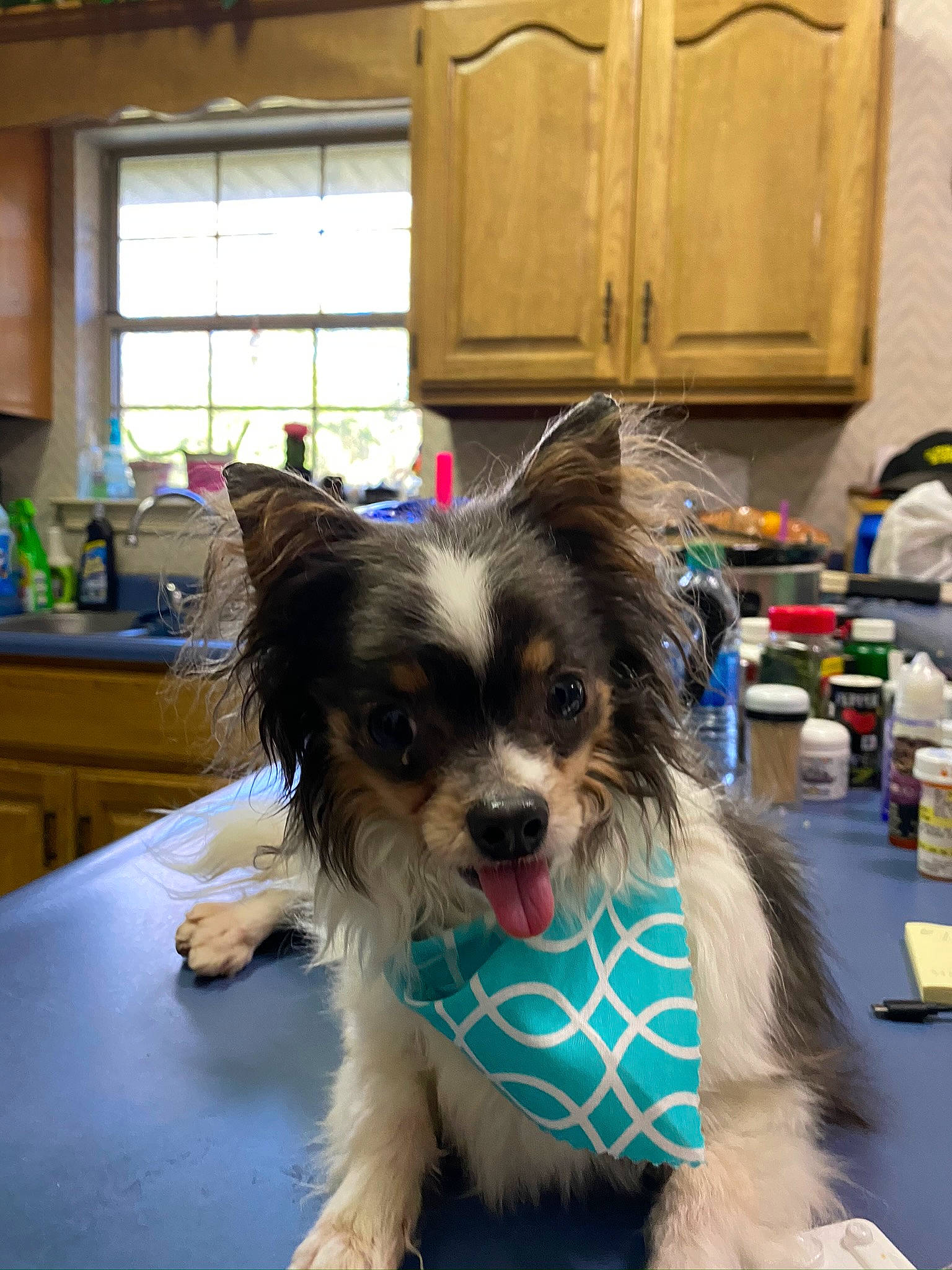 Lucky is registered to the contest to win money with this photo: cabinetry, canidae, carnivore, chair, companion_dog, dog, dog_breed, dog_supply, fashion_accessory, flooring, fur, papillon, room, snout, sporting_group, table, tail, toy_dog, window, working_animal