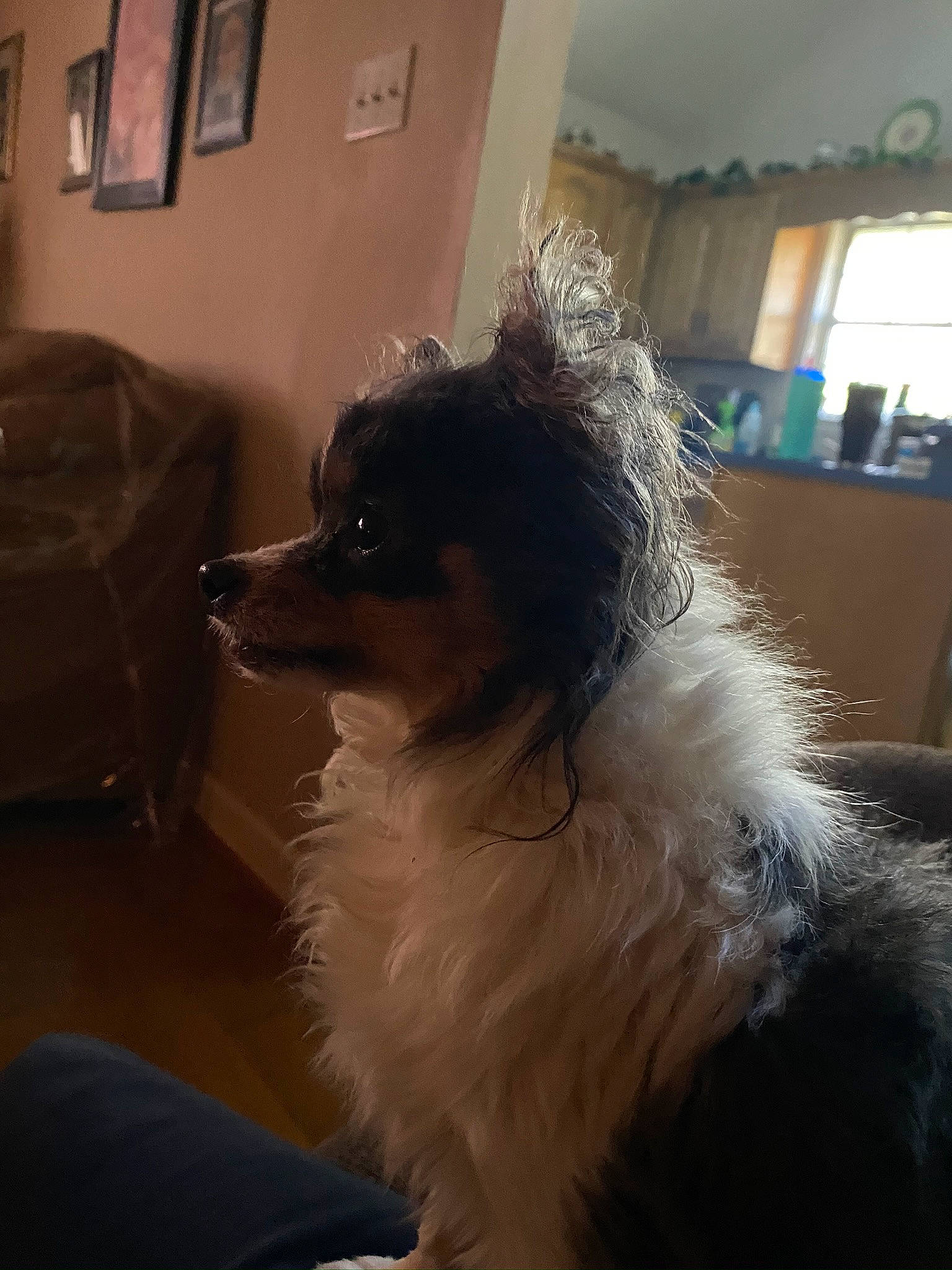 Lucky joined the competition — help win amazing prizes! canidae, carnivore, companion_dog, dog, dog_breed, flooring, fur, herding_dog, picture_frame, snout, sporting_group, toy_dog, whiskers, window, working_dog