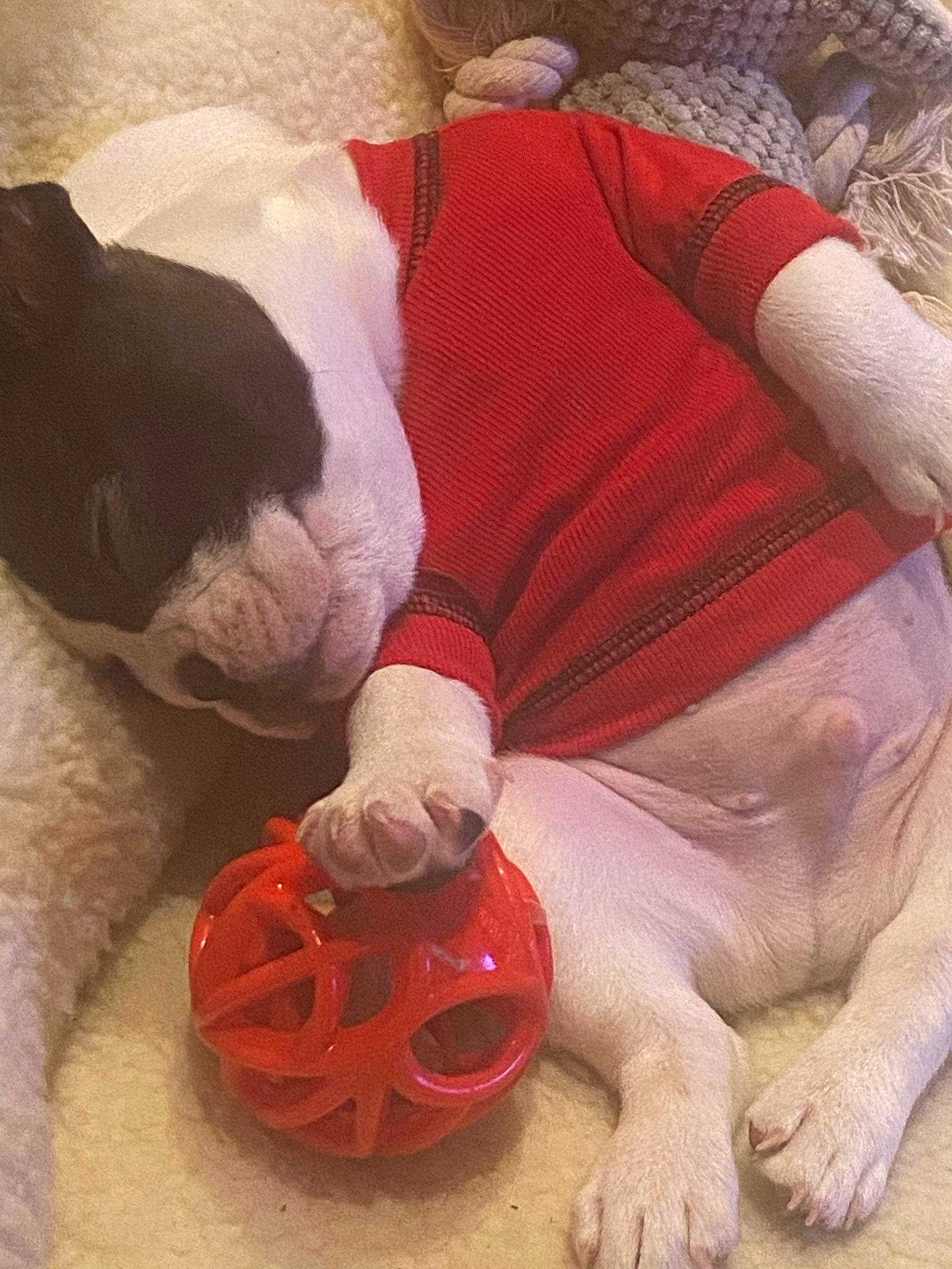 Balboa is registered to the contest to win money with this photo: canidae, carmine, carnivore, comfort, companion_dog, dog, dog_breed, dog_supply, fawn, fictional_character, human_leg, lap, leg, linens, red, santa_claus, stuffed_toy, tail, toy, working_animal