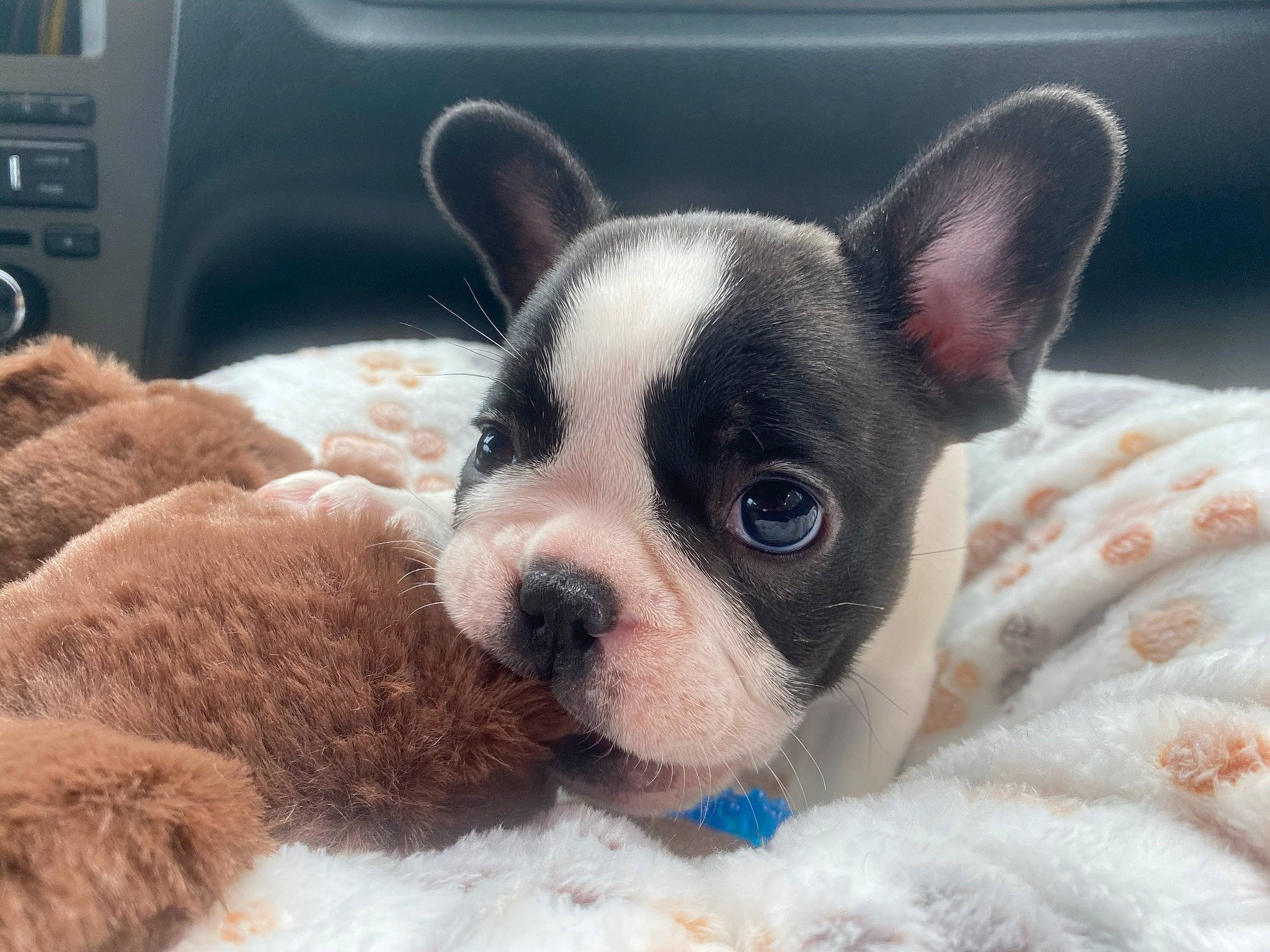 Balboa is registered to the contest to win money with this photo: boston_terrier, canidae, carnivore, comfort, companion_dog, dog, dog_breed, ear, fawn, fur, head, media_player, puppy_love, snout, sporting_group, terrestrial_animal, toy, toy_dog, whiskers, working_animal