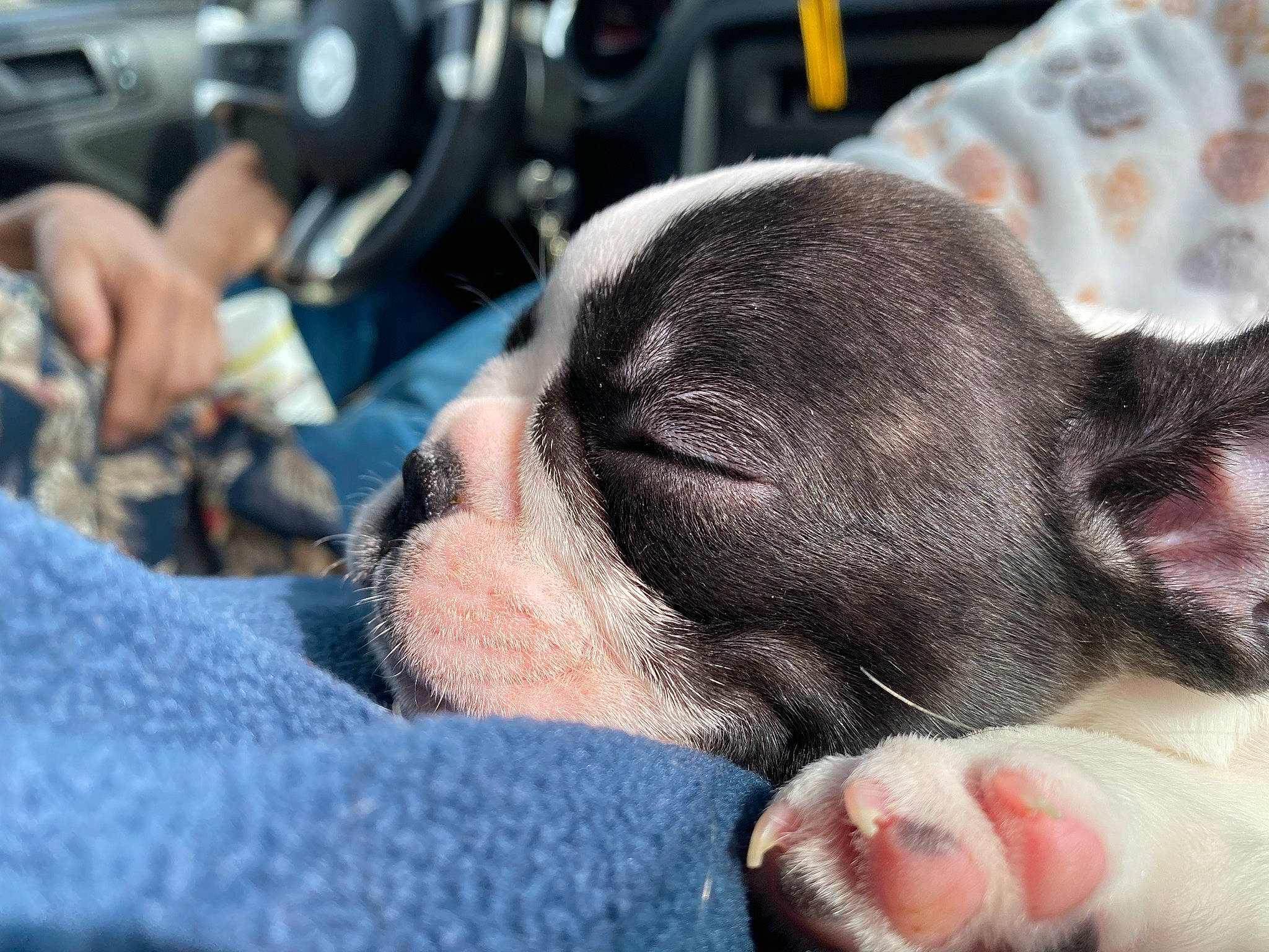 Balboa is registered to the contest to win money with this photo: boston_terrier, canidae, carmine, carnivore, comfort, companion_dog, dog, dog_breed, ear, fawn, french_bulldog, fur, nap, puppy_love, snout, sporting_group, toy_dog, whiskers, working_animal, wrinkle