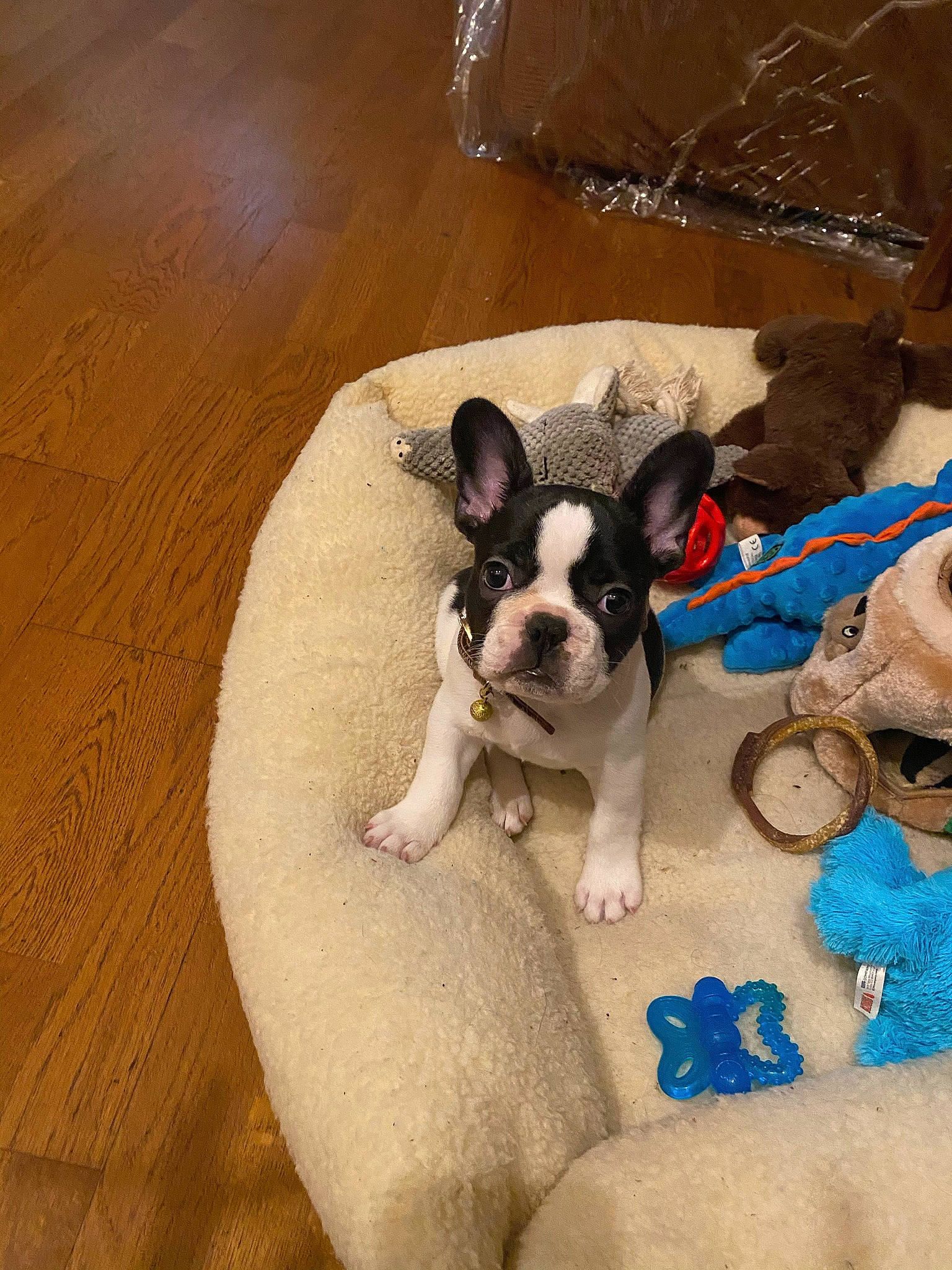 Balboa joined the competition — help win amazing prizes! boston_terrier, carnivore, collar, comfort, companion_dog, dog, dog_breed, dog_clothes, dog_collar, eyewear, fawn, flooring, hardwood, paw, pet_supply, tail, toy_dog, whiskers, wood, working_animal