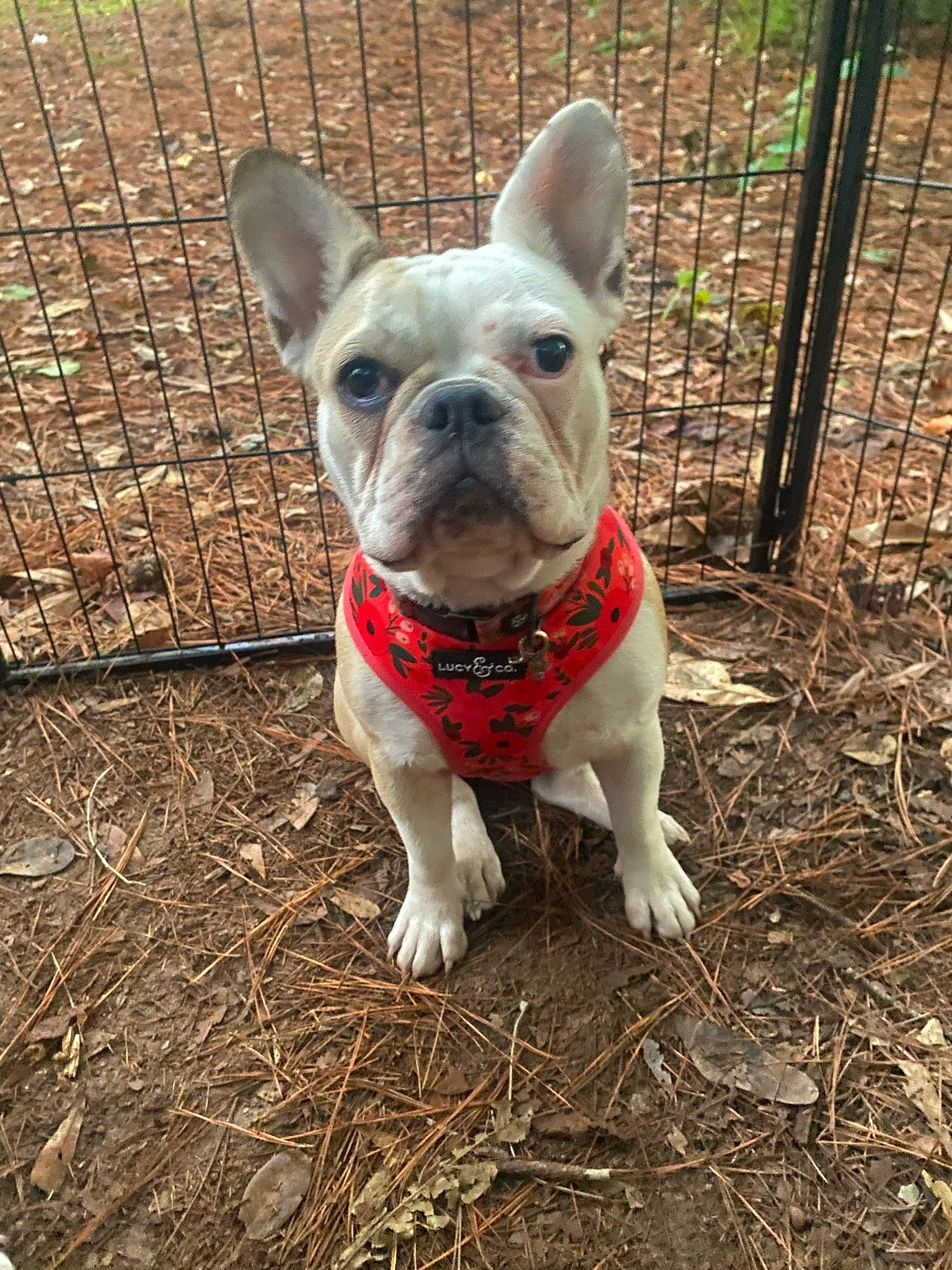 Stella joined the competition — help win amazing prizes! bulldog, canidae, carnivore, collar, companion_dog, dog, dog_breed, fawn, fence, grass, mesh, molosser, non_sporting_group, snout, soil, sporting_group, terrestrial_animal, toy_dog, whiskers, working_animal