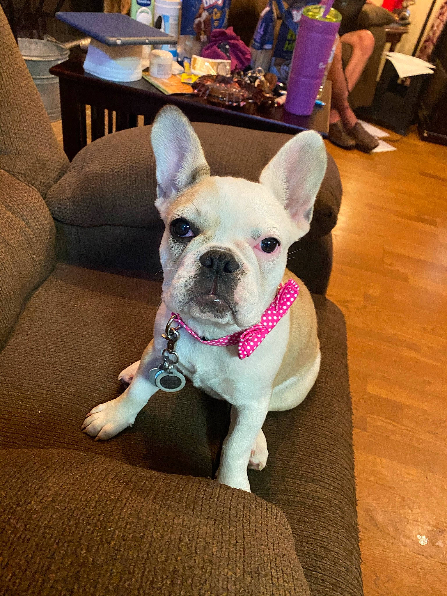 Stella joined the competition — help win amazing prizes! bulldog, canidae, carnivore, chair, collar, comfort, companion_dog, couch, dog, dog_breed, dog_collar, fawn, flooring, hardwood, snout, sporting_group, table, toy_dog, wood, working_animal