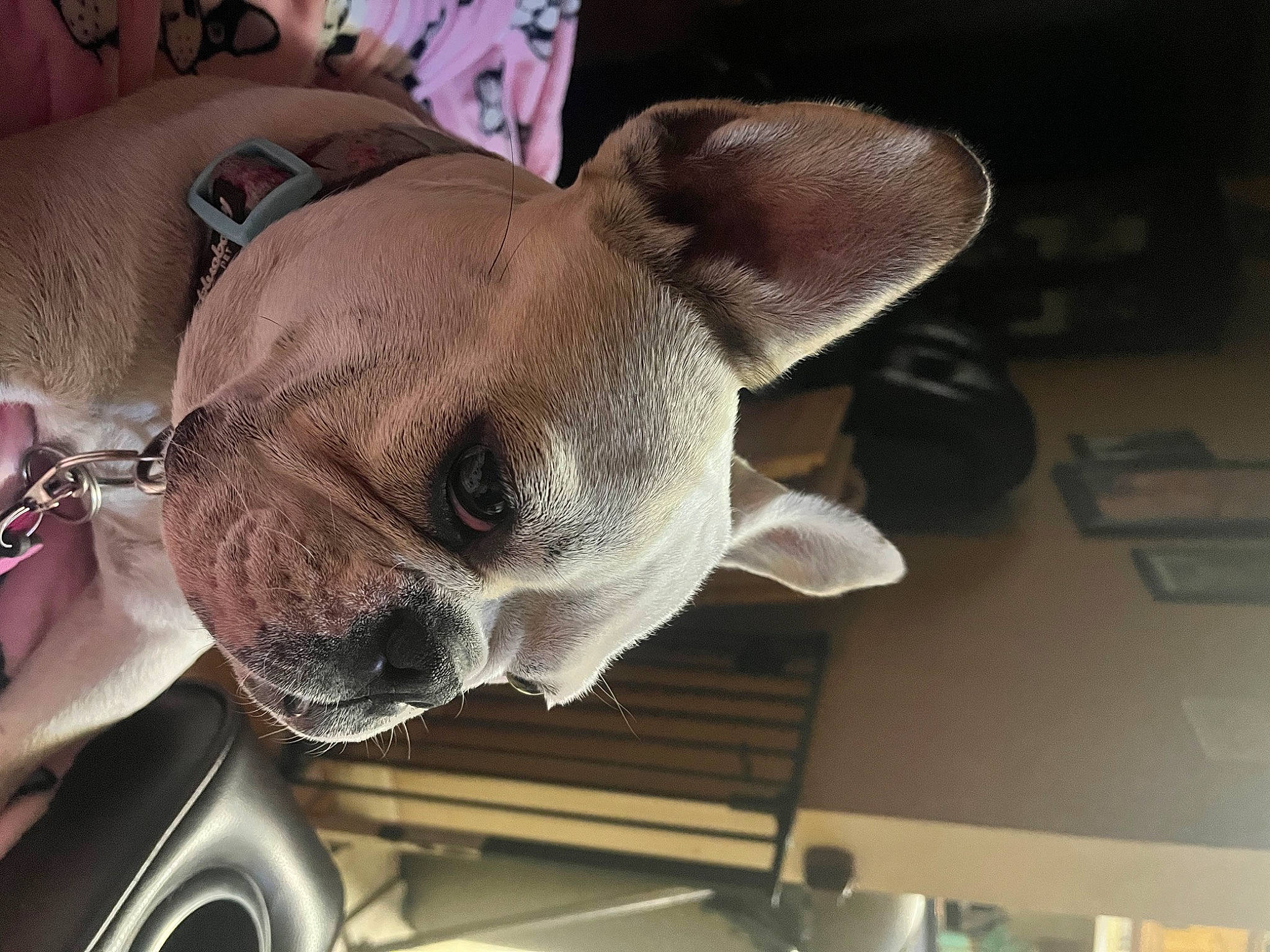 Stella is registered to the contest to win money with this photo: canidae, carmine, carnivore, collar, comfort, companion_dog, desk, dog, dog_breed, dog_collar, ear, fawn, fur, non_sporting_group, pet_supply, snout, sporting_group, toy_dog, whiskers, working_animal