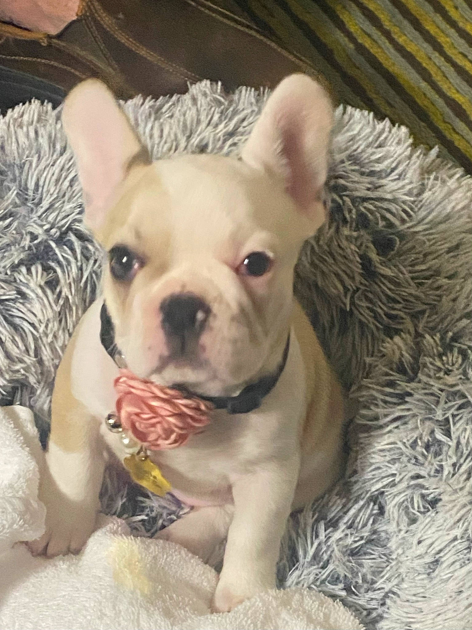 Stella is registered to the contest to win money with this photo: bulldog, canidae, carnivore, comfort, companion_dog, dog, dog_breed, ear, fawn, grass, molosser, non_sporting_group, snout, sporting_group, terrestrial_animal, toy_dog, whiskers, wood, working_animal, wrinkle