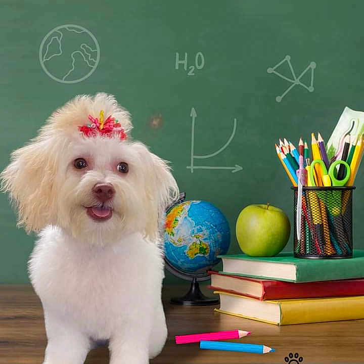 Dream Noelle joined the competition — help win amazing prizes! animal, apple, astronomy, blackboard, canine, dog, food, fruit, furniture, indoors, outerspace, pencil, pet, plant, produce, puppy, sphere, table, text, whitedog
