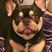 Andre joined the competition — help win amazing prizes! animal, black, blanket, brown, canine, closeup, cute, dog, ears, eyes, face, french_bulldog, friendly, fur, indoor, nose, pet, portrait, resting, tan