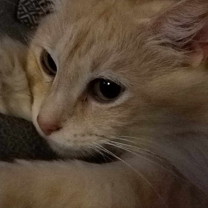 Mimi participe au concours pour gagner de l'argent avec cette photo : animal, cat, close_up, cozy, cream_color, cute, eyes, face, fur, indoor, light_orange, patterned_fabric, paw, pet, portrait, relaxed, resting, soft, texture, whiskers