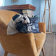 Luigi participe au concours pour gagner de l'argent avec cette photo : dog, pug, chair, living_room, cushion, floor_lamp, wooden_floor, fireplace, home_decor, pet, animal, furniture, cozy, indoor, relaxing, cute, sitting, looking, portrait, domestic