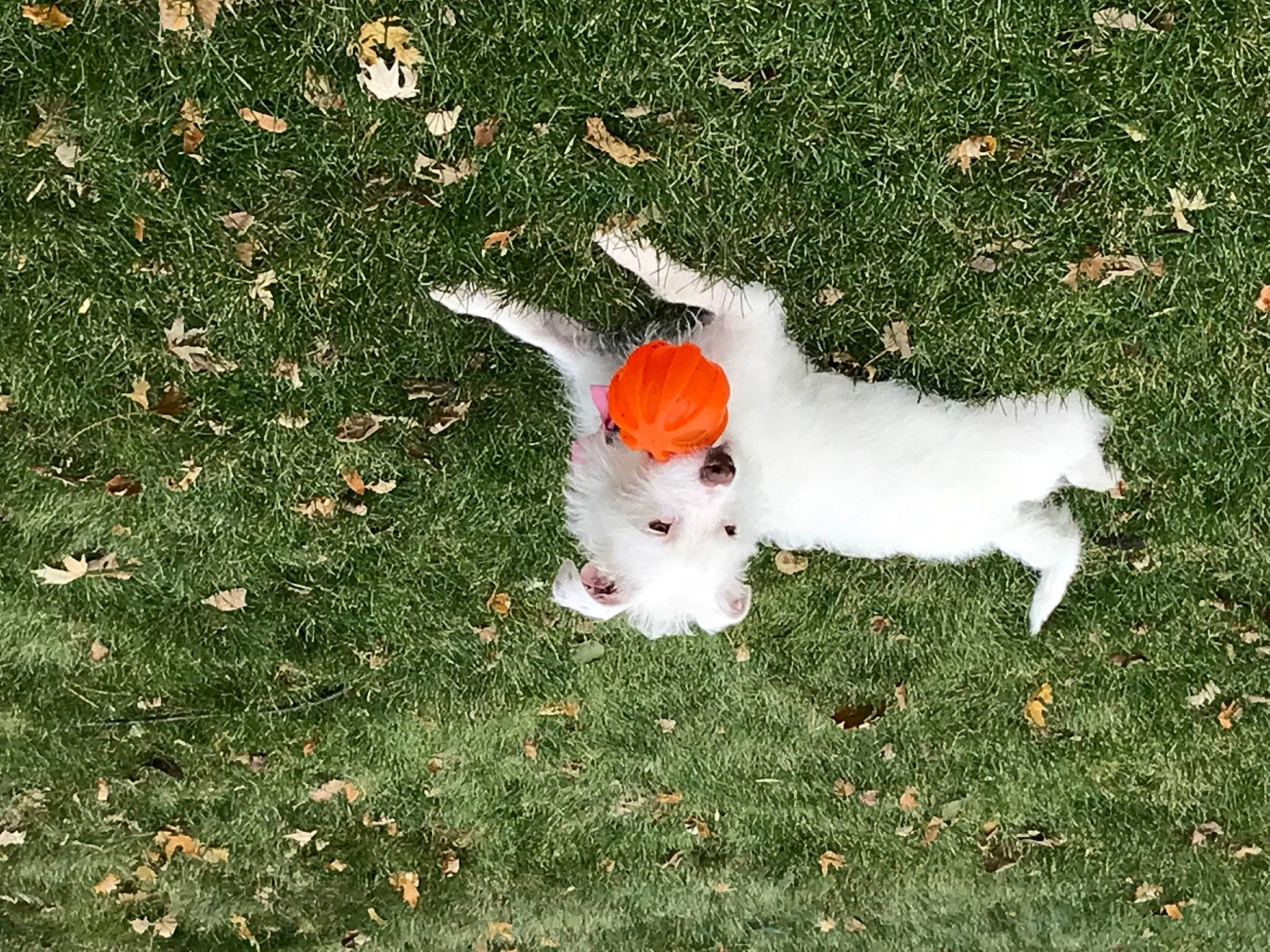 Trudie joined the competition — help win amazing prizes! ball, companion_dog, dog_breed, fawn, football, grass, groundcover, happy, hare, lawn, mammal, people_in_nature, plant, rabbit, rabbits_and_hares, shrub, sports_equipment, stuffed_toy, toy, vertebrate