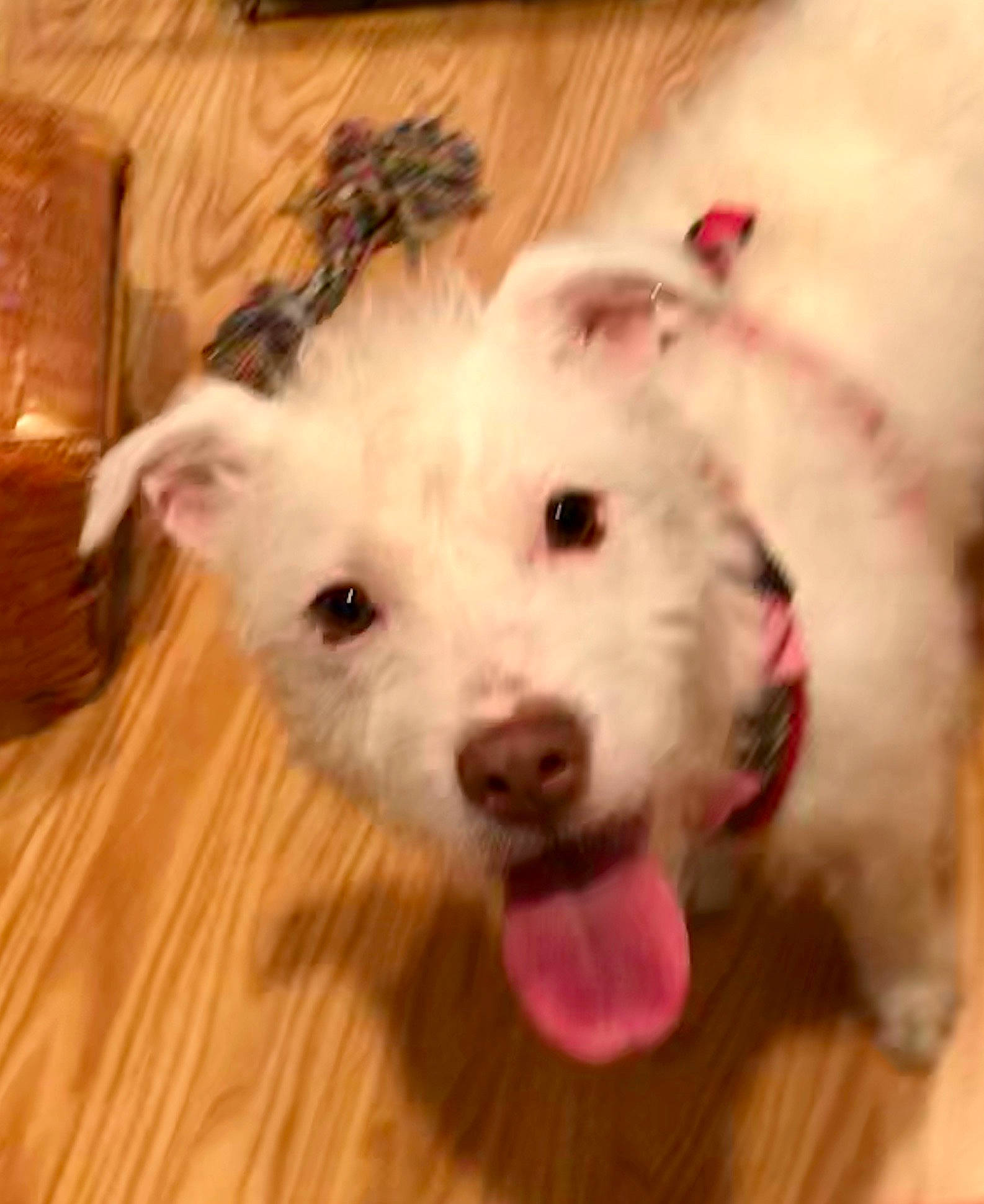 Trudie is registered to the contest to win money with this photo: canidae, carnivore, companion_dog, dog, dog_breed, flooring, fur, hardwood, maltepoo, non_sporting_group, paw, puppy, small_terrier, sporting_group, terrier, toy, toy_dog, wood, wood_stain, working_animal