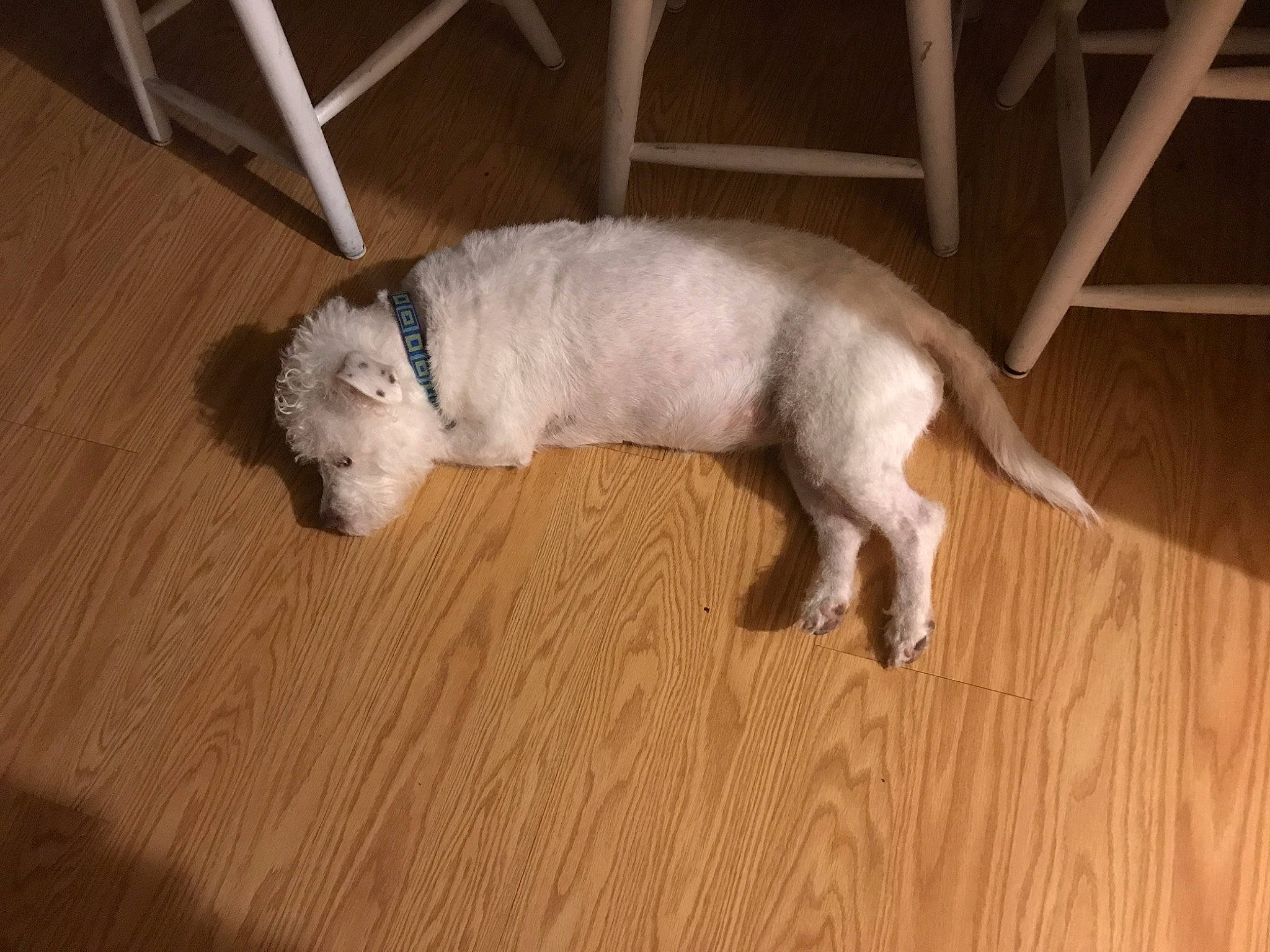 Trudie is registered to the contest to win money with this photo: canidae, carnivore, comfort, companion_dog, dog, dog_breed, fawn, flooring, fur, hardwood, laminate_flooring, paw, snout, sporting_group, tail, toy_dog, whiskers, wood, wood_flooring, working_animal