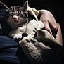 animal, blanket, closeup, comfort, cozy, cute, dark_background, domestic, fur, hand, indoor, kitten, peaceful, pet, resting, sleeping, snuggled, soft, tender, warm