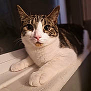 Tommy joined the competition — help win amazing prizes! alert, animal, cat, close_up, curious, cute, domestic_cat, ears, feline, house_pet, indoor, looking_at_camera, mammal, paws, pet, resting, tabby, whiskers, white_fur, window_sill