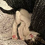 Tommy is registered to the contest to win money with this photo: animal, black_fur, blanket, cozy, cushion, cute, fur, indoor, kitten, nap, paw, pet, pink_paw, relaxing, resting, sleeping, soft, tabby, tiny, white_fur