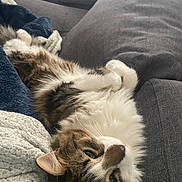 Atlas participe au concours pour gagner de l'argent avec cette photo : cat, tabby, fluffy, lying_down, upside_down, couch, blanket, cozy, indoor, relaxed, pet, fur, whiskers, paws, home, furniture, resting, cute, animal, comfort