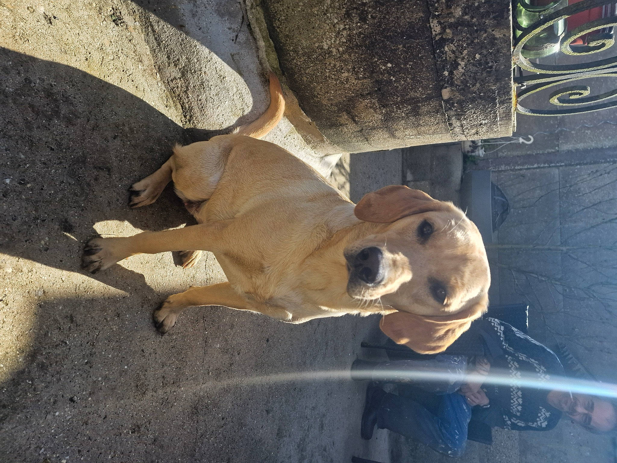 Uma a rejoint le concours — aidez-le/la à gagner de superbes lots ! art, artifact, auto_part, automotive_tire, automotive_wheel_system, big_cats, bone, carving, concrete, metal, sculpture, skull, snout, statue, terrestrial_animal, visual_arts, wood, working_animal