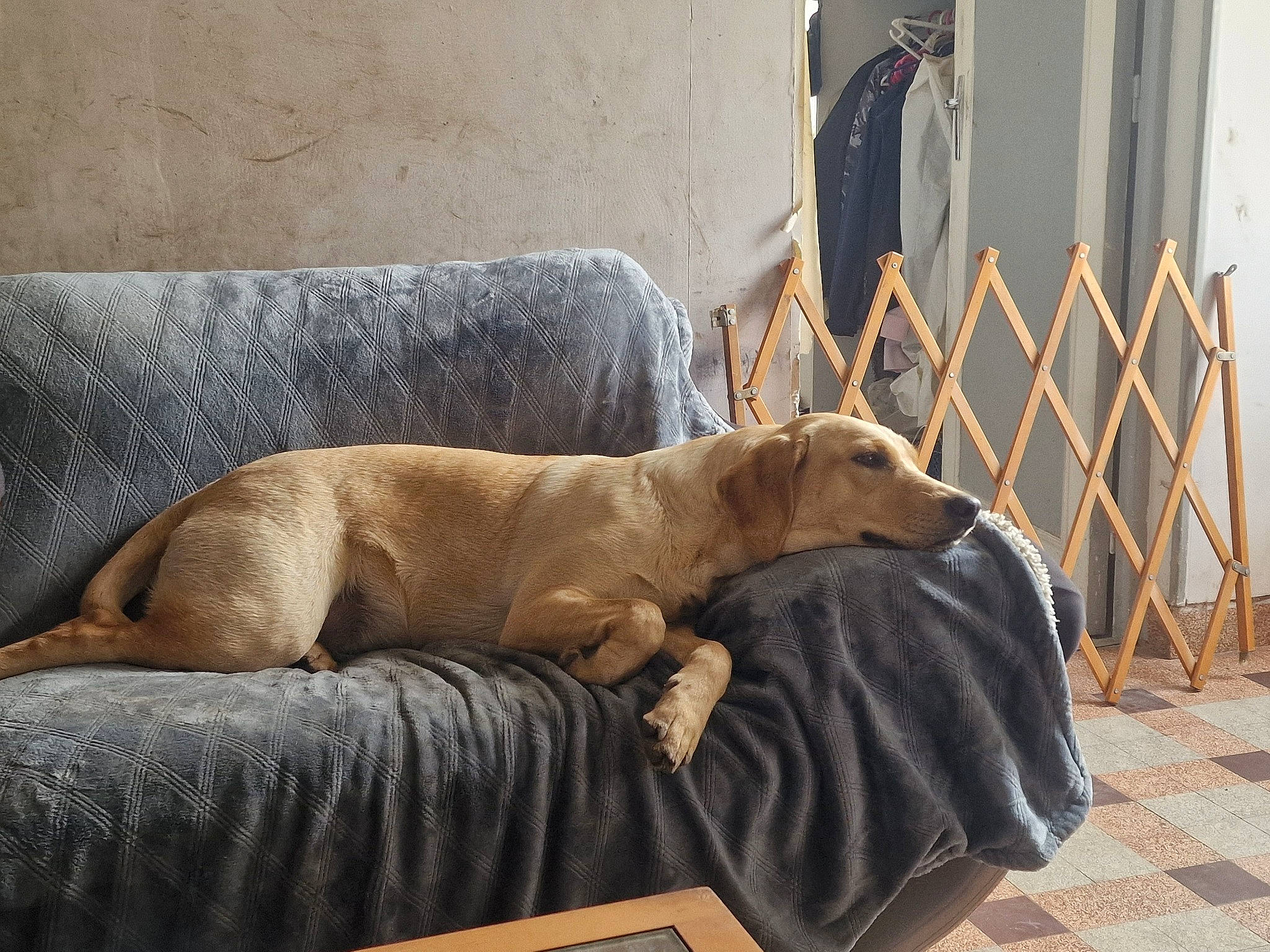 Uma participe au concours pour gagner de l'argent avec cette photo : canidae, carnivore, chair, comfort, companion_dog, dog, dog_breed, fawn, fence, flooring, guard_dog, hardwood, nap, snout, sporting_group, table, terrestrial_animal, whiskers, wood, working_animal