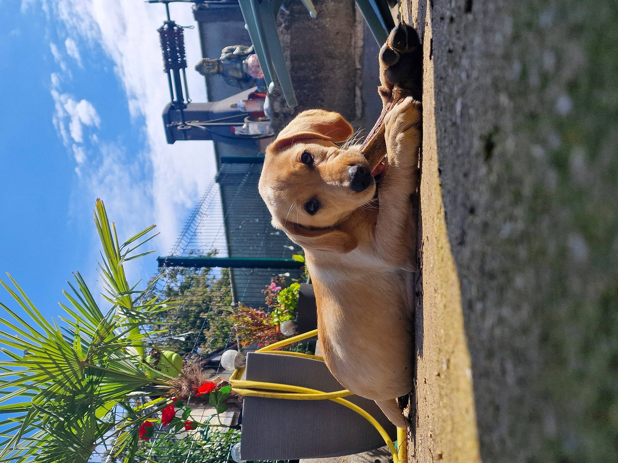Uma a rejoint le concours — aidez-le/la à gagner de superbes lots ! arecales, art, eyewear, facade, fawn, felidae, flower, leisure, metal, plant, road, sculpture, sky, snout, statue, tourism, tree, wildlife, wood, yellow