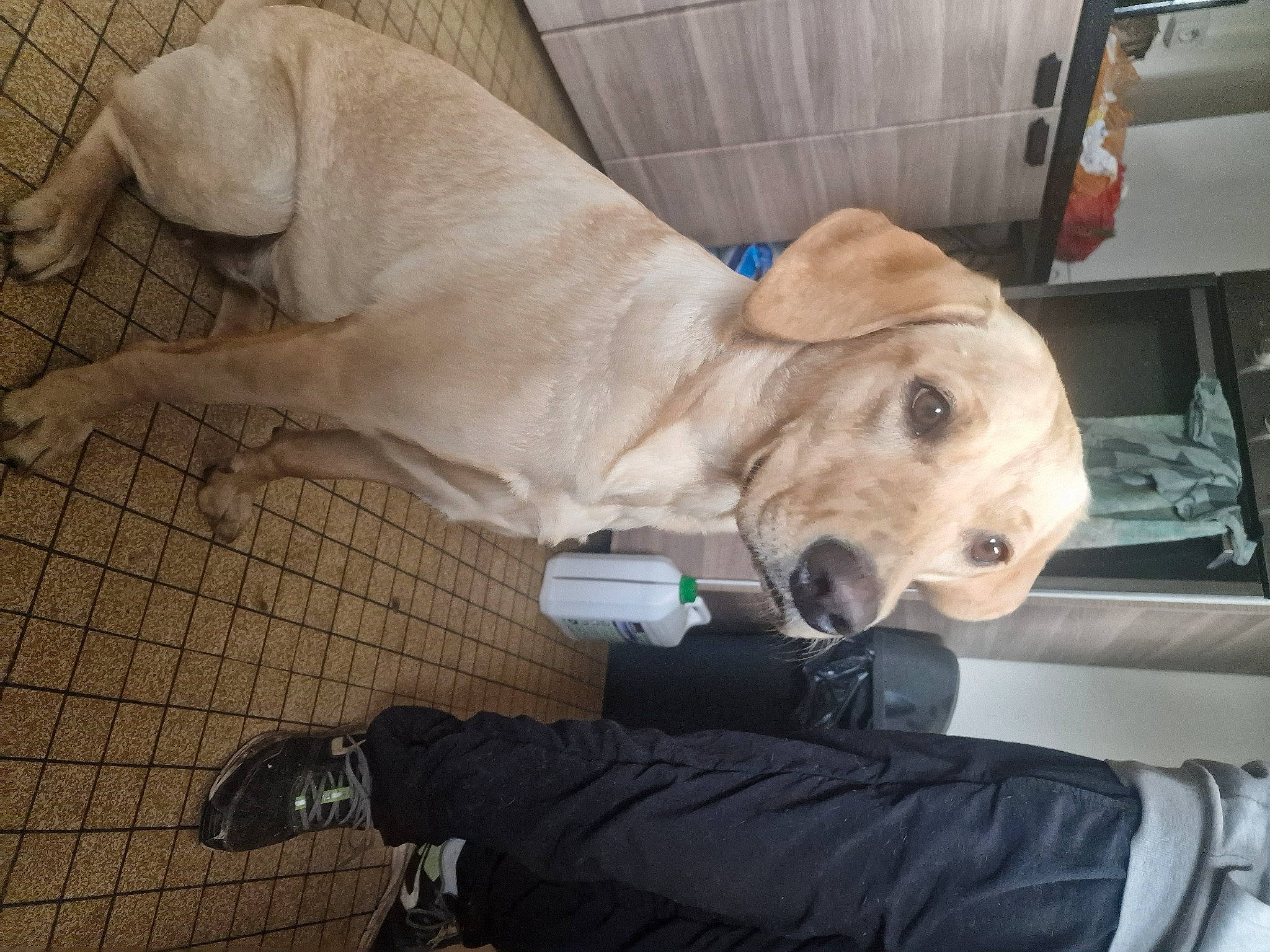 Uma a rejoint le concours — aidez-le/la à gagner de superbes lots ! car_seat, carnivore, collar, comfort, companion_dog, dog, dog_breed, dog_collar, fawn, guard_dog, gun_dog, non_sporting_group, personal_protective_equipment, puppy, retriever, whiskers, working_animal