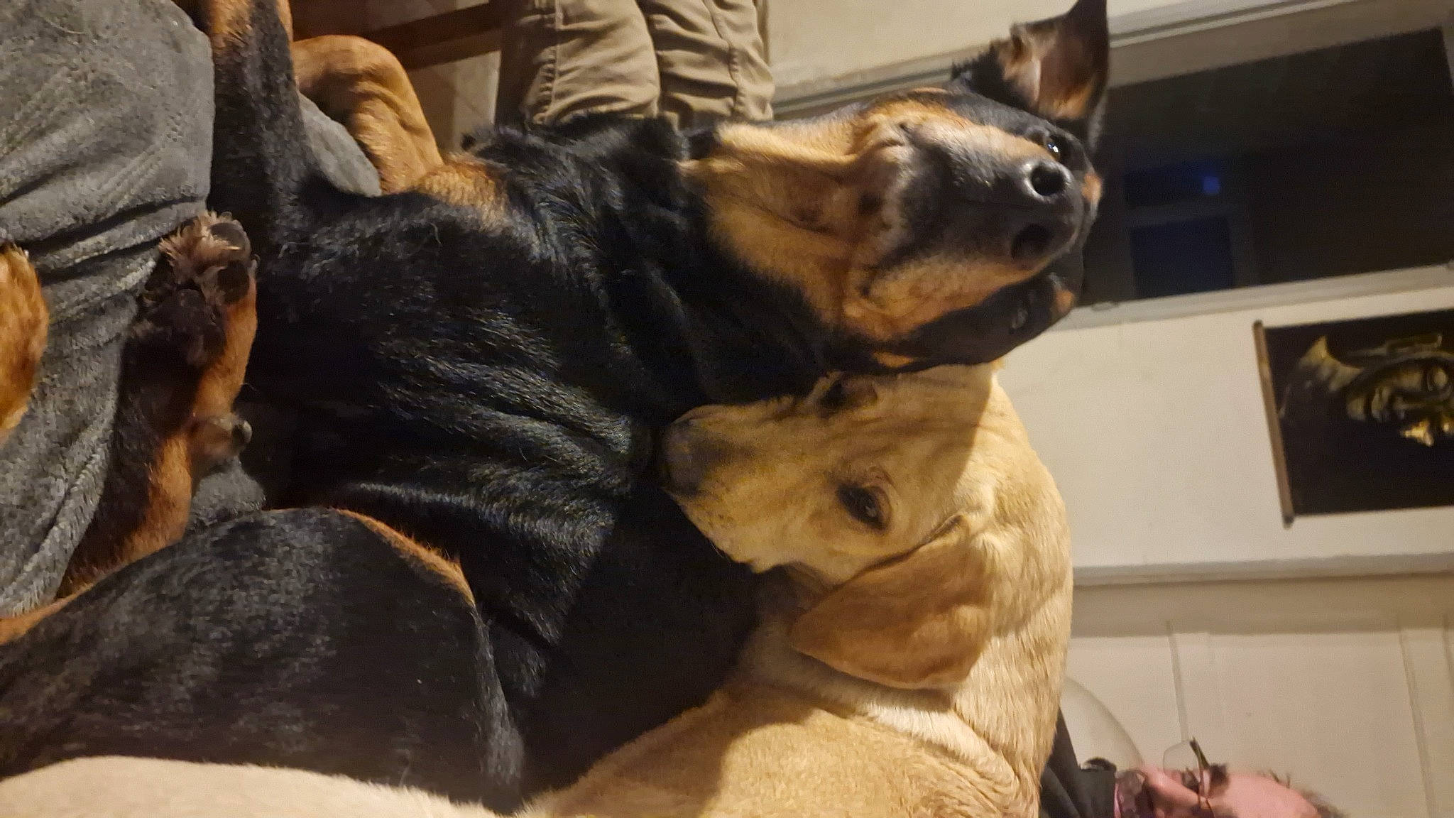 Uma participe au concours pour gagner de l'argent avec cette photo : canidae, carnivore, claw, comfort, companion_dog, dog, dog_breed, ear, fawn, fur, guard_dog, paw, picture_frame, puppy, snout, sporting_group, tail, whiskers, working_animal, working_dog