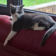 Louna a rejoint le concours — aidez-le/la à gagner de superbes lots ! cat, pet, animal, indoor, window, couch, leather, red, relaxed, fur, whiskers, tail, greenery, garden, daylight, resting, curious, feline, home, domestic