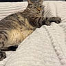 cat, tabby, animal, pet, feline, indoor, bed, blanket, relaxed, fur, whiskers, paw, resting, cozy, cute, striped, texture, home, comfortable, sleepy