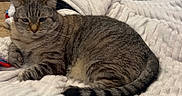 Pookie joined the competition — help win amazing prizes! cat, tabby, pet, animal, feline, indoor, blanket, pillow, resting, fur, striped, cute, cozy, relaxed, home, bed, laying, whiskers, tail, sleepy