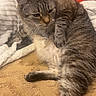 cat, tabby_cat, pet, feline, animal, relaxed, lying_down, blanket, bed, cozy, indoor, fur, whiskers, tail, paw, comfort, resting, striped, cute, home