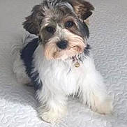 Voyou participe au concours pour gagner de l'argent avec cette photo : dog, puppy, small_dog, scruffy, fluffy, black_and_white, brown, sitting, portrait, pet, animal, cute, face, eyes, nose, collar, indoors, bed, quilt, textured_blanket