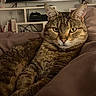 cat, tabby_cat, pet, feline, animal, indoor, cozy, blanket, brown, fur, whiskers, ears, eyes, sitting, relaxed, home, shelf, books, electronics, portrait