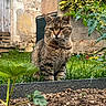 cat, tabby, garden, plants, soil, greenery, outdoor, grass, flower, leaf, stone_wall, rustic, nature, pet, animal, feline, portrait, sitting, closeup, daylight