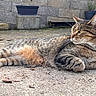 cat, tabby, animal, pet, outdoor, stone_wall, plant_pot, relaxed, lying_down, fur, whiskers, ears, tail, concrete, nature, daylight, side_view, mammal, domestic_cat, calm
