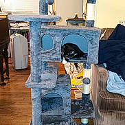 Chi Chi is registered to the contest to win money with this photo: bag, black_cat, blanket, cat, cat_tree, couch, cozy, decor, furniture, heater, household, indoor, living_room, pet, plush, relaxed, scratching_post, white_paw, window, wood_floor