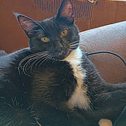 Chi Cho joined the competition — help win amazing prizes! animal, black_fur, cardboard, cat, closeup, couch, cute, domestic_cat, feline, fur, indoor, paw, pet, portrait, relaxed, resting, tuxedo_cat, whiskers, white_fur, yellow_eyes