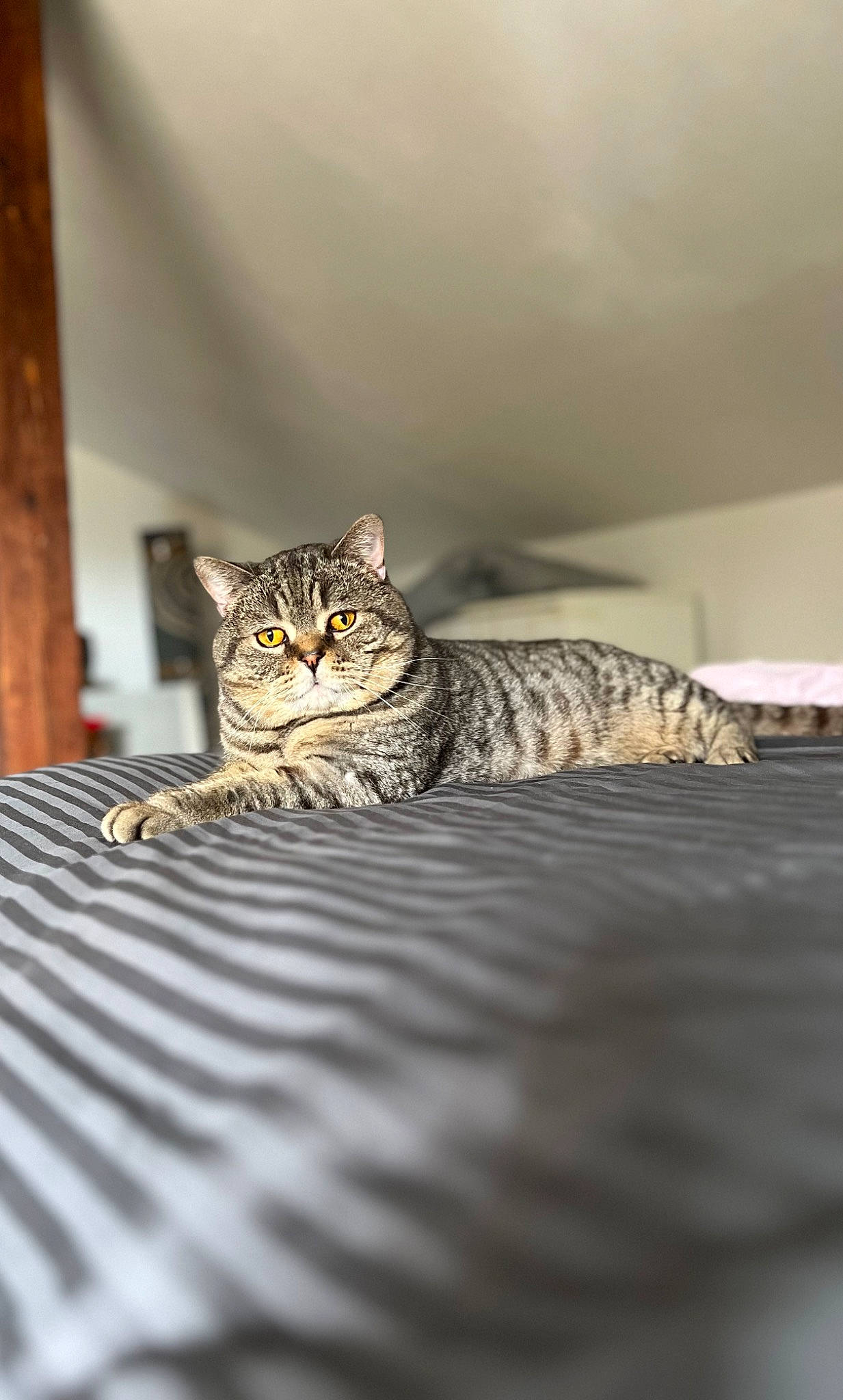 Olympe a rejoint le concours — aidez-le/la à gagner de superbes lots ! carnivore, cat, comfort, domestic_short_haired_cat, door, felidae, floor, flooring, fur, grey, hardwood, room, small_to_medium_sized_cats, snout, terrestrial_animal, whiskers, wildlife, wood
