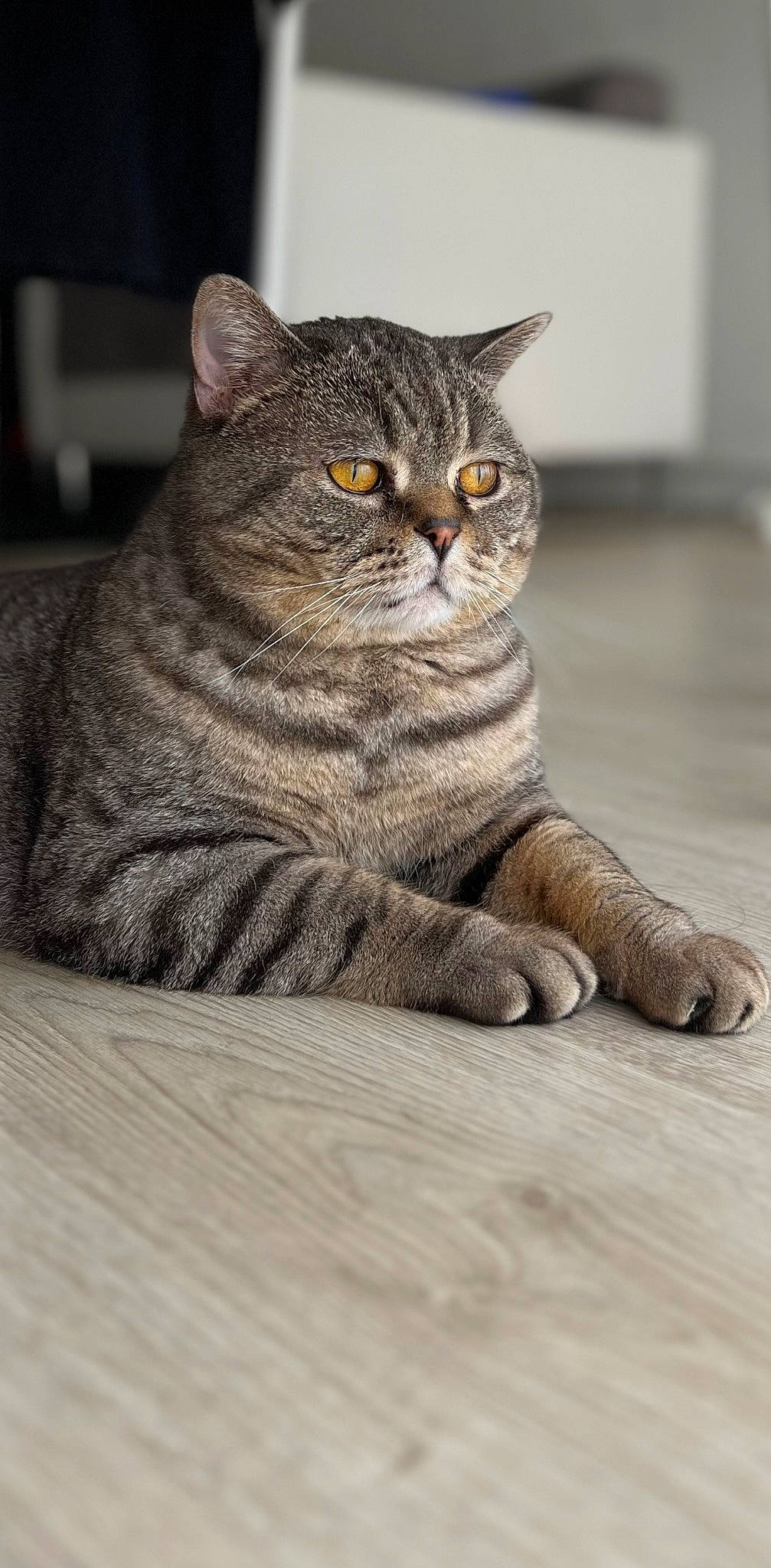 Olympe a rejoint le concours — aidez-le/la à gagner de superbes lots ! art, carnivore, cat, domestic_short_haired_cat, felidae, flooring, fur, grey, hardwood, paw, sitting, small_to_medium_sized_cats, snout, tail, terrestrial_animal, whiskers, wildlife, window, wood