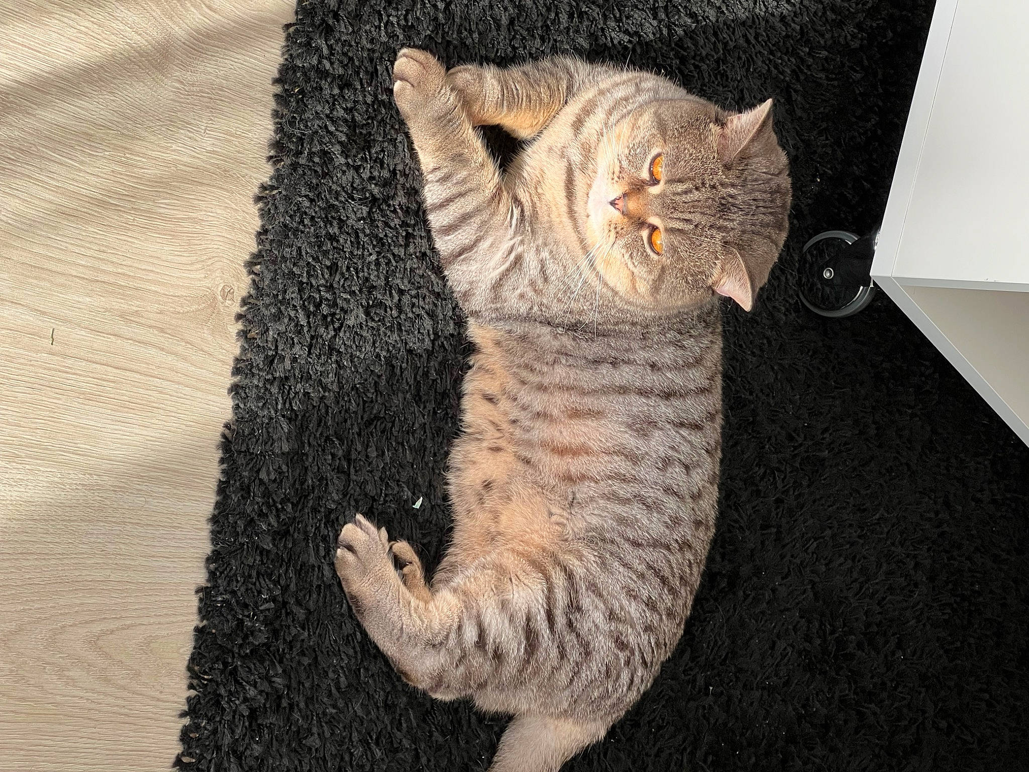 Olympe participe au concours pour gagner de l'argent avec cette photo : carnivore, cat, claw, domestic_short_haired_cat, eye, fawn, felidae, foot, fur, grey, leg, paw, small_to_medium_sized_cats, snout, tail, tree, whiskers, wood, wool, woolen