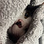 Ziggy Marley joined the competition — help win amazing prizes! cat, eye, nose, face, fur, blanket, fabric, gray, cozy, soft, texture, closeup, peeking, animal, pet, indoor, warm, curious, hidden, wrapped