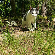 Ziggy Marley joined the competition — help win amazing prizes! cat, animal, outdoor, forest, grass, sunlight, nature, tree, plant, pet, mammal, walking, greenery, daylight, wildlife, leaf, ground, closeup, curious, garden