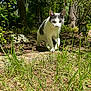 cat, animal, outdoor, forest, grass, sunlight, nature, tree, plant, pet, mammal, walking, greenery, daylight, wildlife, leaf, ground, closeup, curious, garden