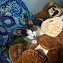 Ziggy Marley is registered to the contest to win money with this photo: cat, stuffed_animals, plush_toys, blanket, tie_dye, cozy, resting, indoor, pet, sleepy, soft, colorful, cute, feline, comfort, relaxing, domestic_animal, fur, whiskers, nap
