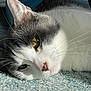 cat, close_up, white_fur, gray_fur, yellow_eyes, whiskers, carpet, sunlight, relaxed, pet, animal, feline, indoor, sleepy, soft_texture, portrait, laying_down, domestic_cat, cute, cozy