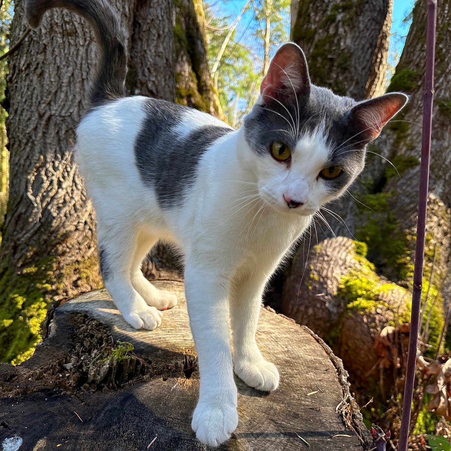 Ziggy Marley joined the competition — help win amazing prizes! animal, cat, close_up, curious, daytime, ears, eyes, feline, forest, gray_and_white, moss, nature, outdoor, pet, sunlight, tree_stump, tree_trunks, walking, whiskers, wildlife
