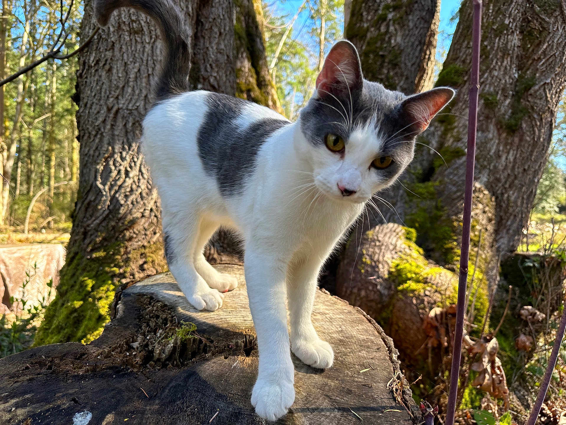 Ziggy Marley joined the competition — help win amazing prizes! cat, animal, outdoor, forest, tree_stump, moss, sunlight, nature, whiskers, curious, gray_and_white, pet, wildlife, daytime, tree_trunks, close_up, walking, feline, ears, eyes