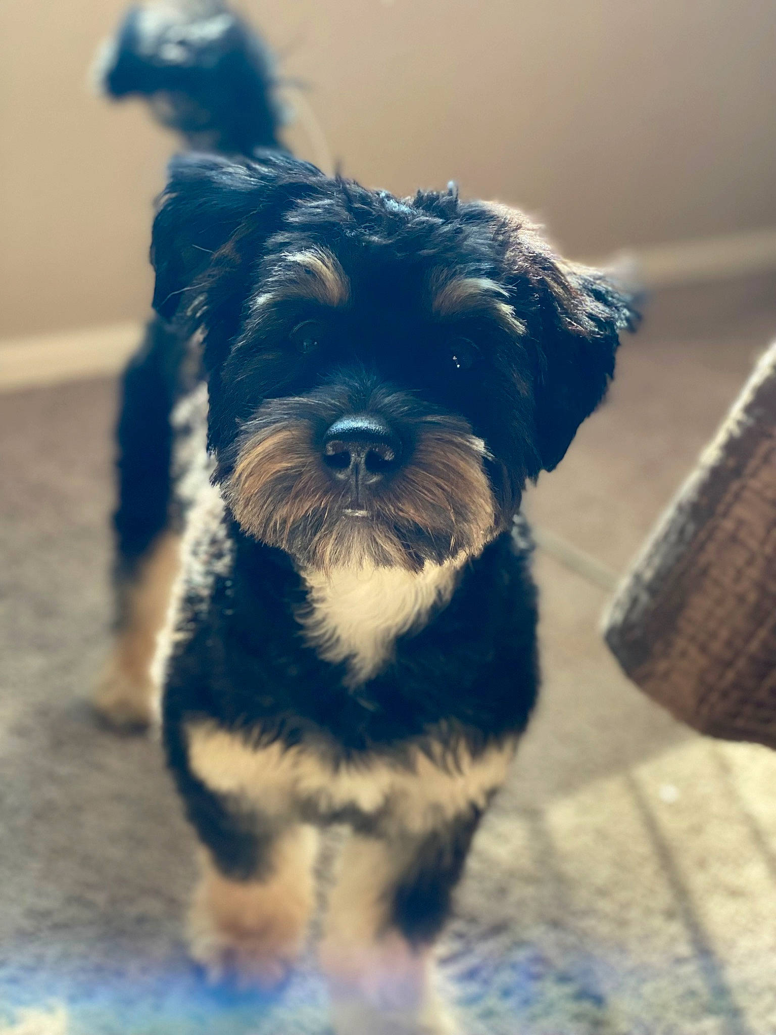 Loki joined the competition — help win amazing prizes! biewer_terrier, canidae, carnivore, companion_dog, dog, dog_breed, dog_collar, electric_blue, fur, maltepoo, puppy, schnauzer, small_terrier, sporting_group, standard_schnauzer, terrier, toy_dog, whiskers, working_animal