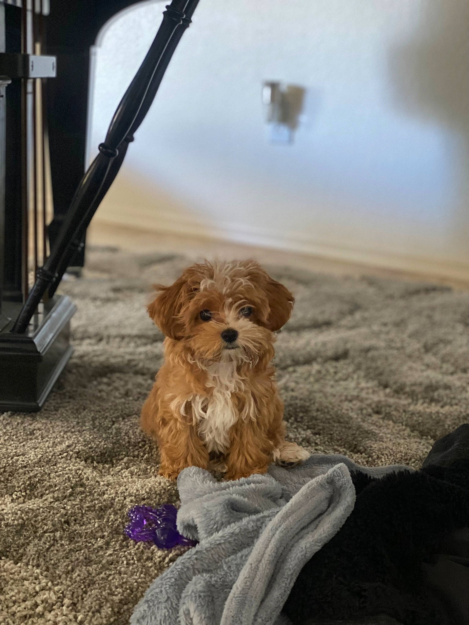 Senna Jean is registered to the contest to win money with this photo: canidae, carnivore, companion_dog, dog, dog_breed, fawn, fur, liver, paw, small_terrier, snout, soil, sporting_group, terrier, toy_dog, whiskers, wood, working_animal, yorkipoo, yorkshire_terrier