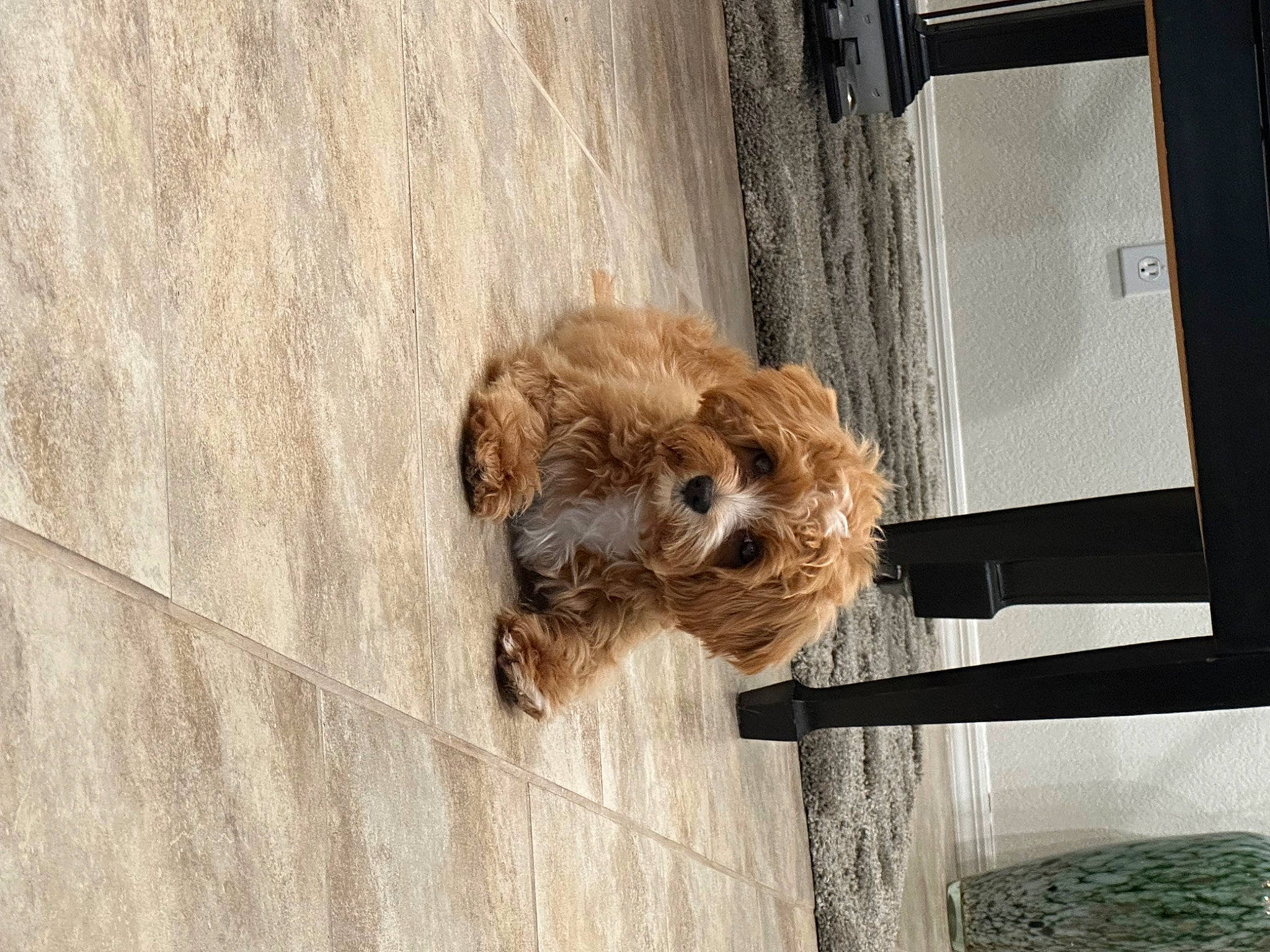 Senna Jean joined the competition — help win amazing prizes! canidae, carnivore, companion_dog, dog, dog_breed, dog_food, door, fawn, fur, liver, pet_supply, sporting_group, terrestrial_animal, window, wood, working_animal, wrinkle